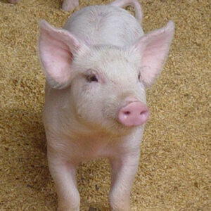 pig for sale cagayan de oro